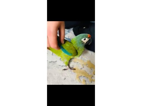 Muhteşem ton ve güzellikte cüce macaw papağanı