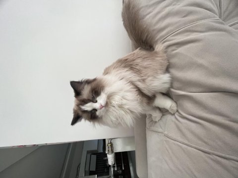 15 aylık dişi bicolour ragdoll