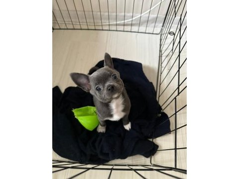 Lilac gri renk erkek chihuahua