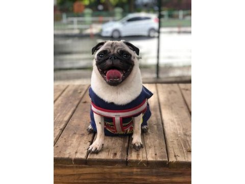 Genç dişi pug