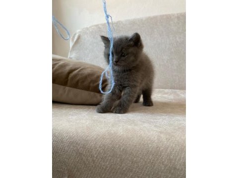 Harika kalite safkan british shorthair teslime hazır