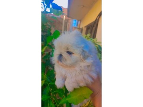 Yavru pekinez köpekler