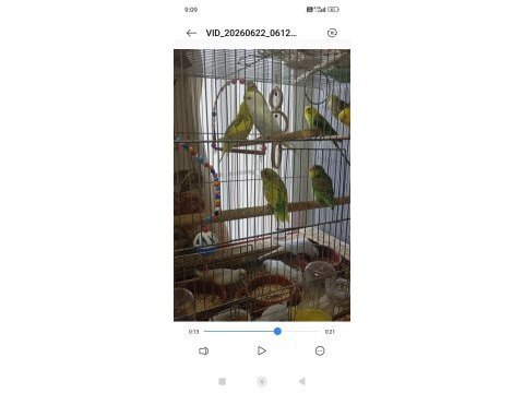 Yavru muhabbet kuşlar