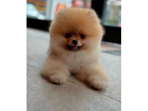 Pomeranian boo yavrular scrli safkan