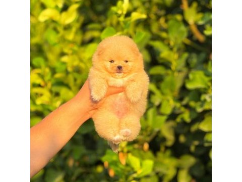 Ayıcık surat pomeranian boo