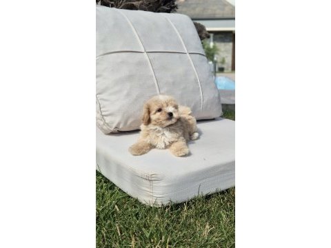 Tea cup maltipoo yavrulari istanbul