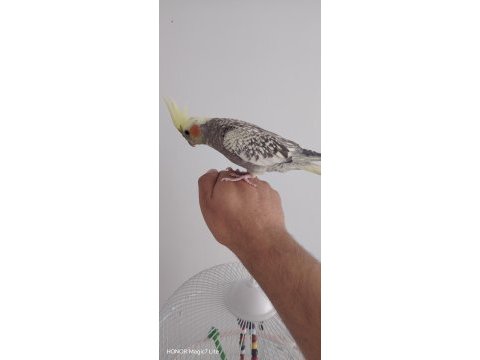 Dişi ve erkek yavru sultan papağanı