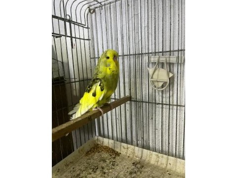 Jumbo yavru muhabbet kuşu