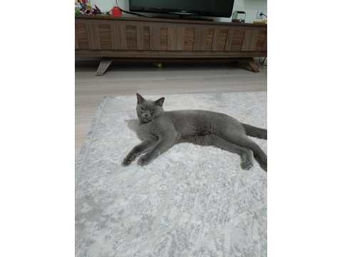 British shorthair 1 yaşında kedimiz