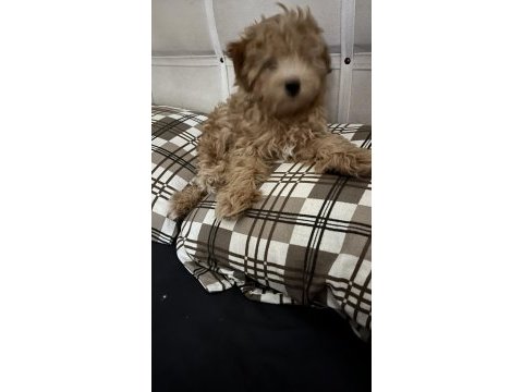 Ev ortamında güzel maltipoo yavru