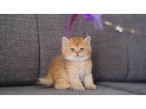 Orijinal safkan british shorthair dişi