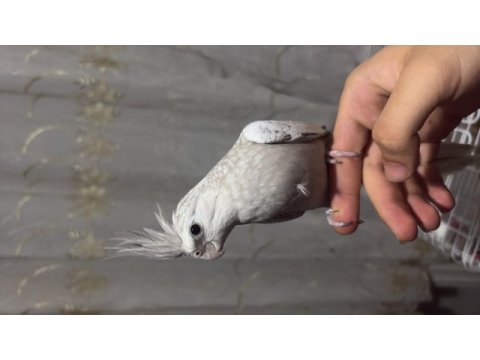 Cinnemon pearl dişi sultan papağanı