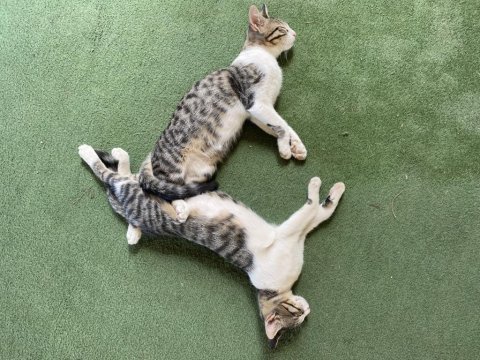 2 tane enerjik dişi kedilere acil yuva