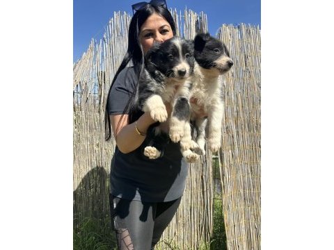 Dişi border collie yavrularım