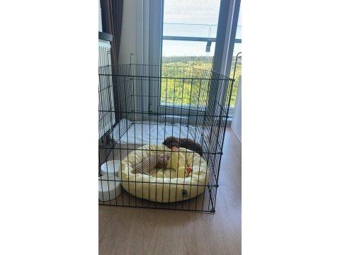 Toy poodle erkek 2 aylık