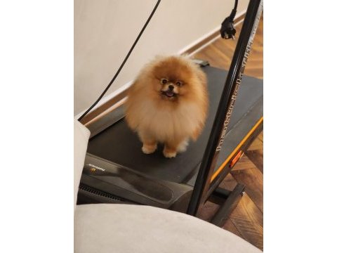 A kalite 1 yaş pomeranian boo şecereli al şampiyon ol