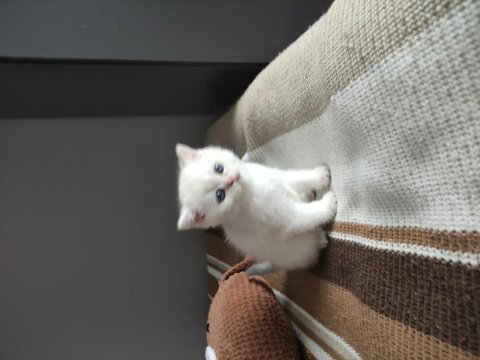 Son bir bayram şekeri british longhair