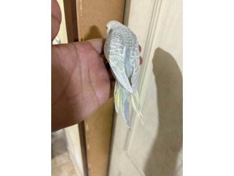 29 günlük konuşturmalık bebek muhabbet kuşu
