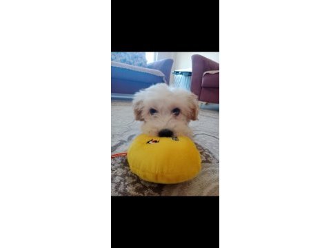 Yaramaz ufaklık maltipoo