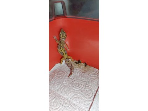 6 aylık mack snow leopard gecko