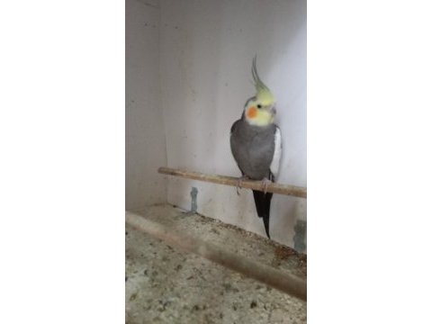 1 yaşında erkek sultan papağanlar damızlık