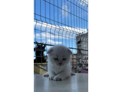 British shorthair minikler