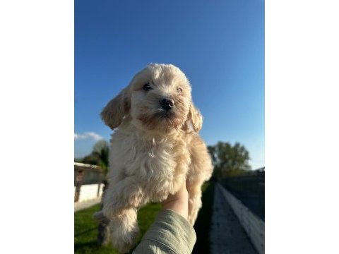 Maltipoo bebekler
