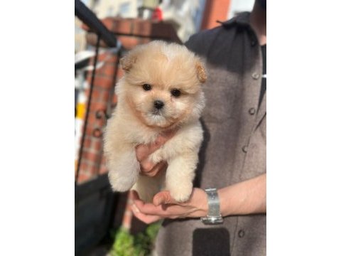 Kilo garantili maltipoo yavrumuz