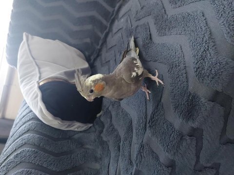 5 aylık sultan papağanı