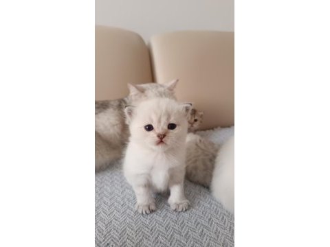 Seçereli babanın safkan yavruları