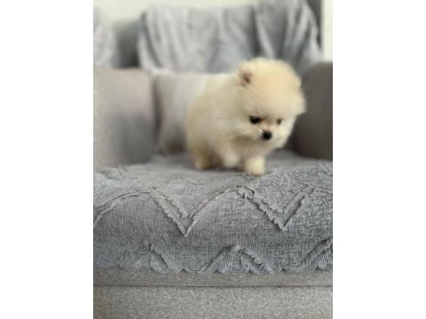 Pomeranian erkek teacup
