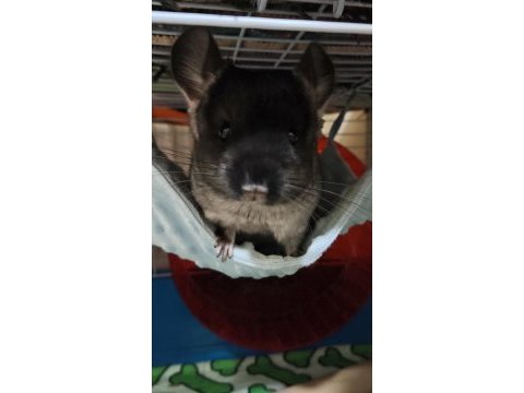 Black velvet mutasyon dişi chinchilla