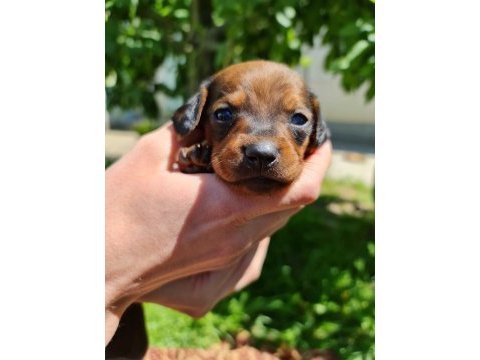 Sevimli sosis dachshund bebekler