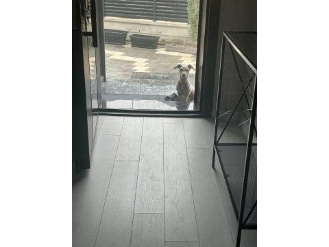 Evcil hayvanımızı sahiplendirme