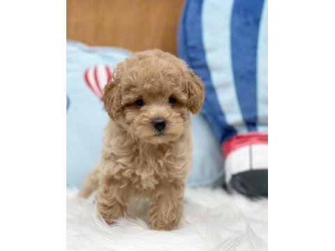 Irk garantili maltipoo yavruları
