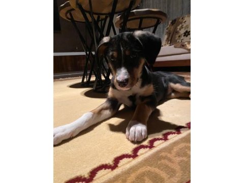 Yaklaşık 2 aylık dişi köpeğimize kalıcı yuva arıyoruz