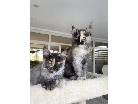 Xl mainecoon yavruları