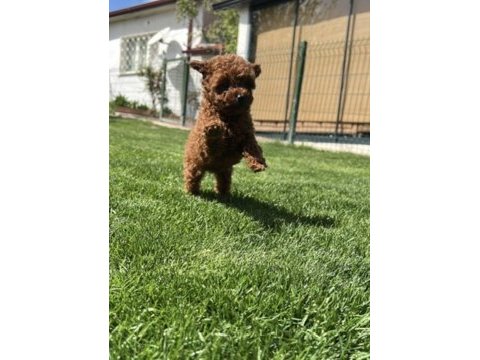 Ultra a kaliteli toy poodle yavrular