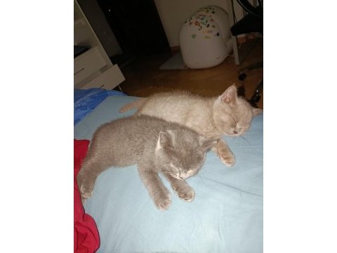 British shorthair yavrularıma kalıcı yuva arıyorum