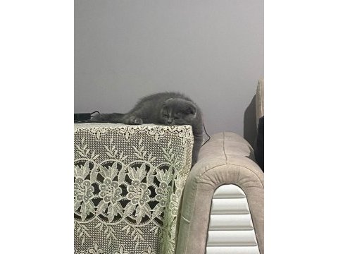 Gri scottish fold 4 aylık