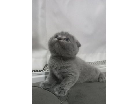 Scottish fold yavrumuz yuva arıyor
