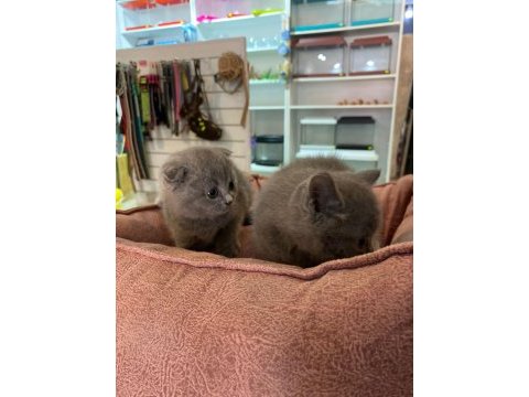 British shorthair longhair yavrularımız