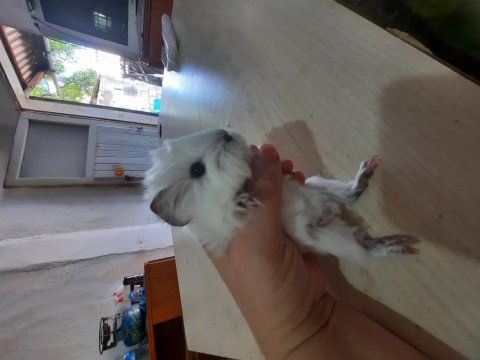 Peruvan ginepig yavrularımız