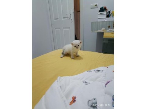 2 aylık yavru british shorthair siyam kırması