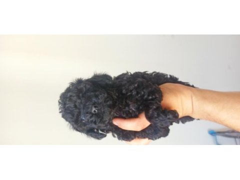 Poodle (black poodle)