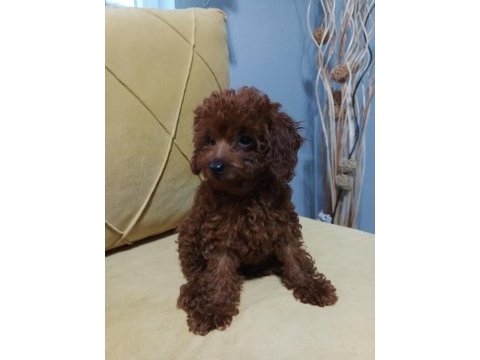 Irk garantili red braun korea kan toy poodle