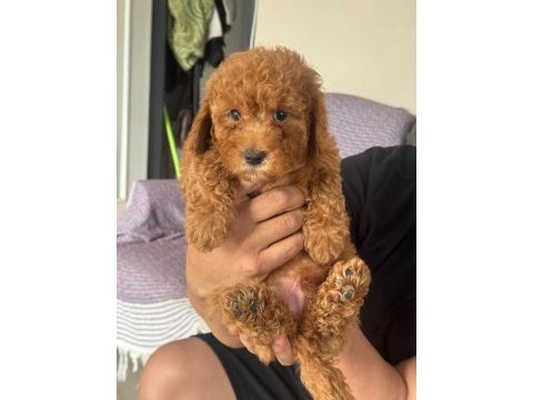 Orijinal poodle yavrular