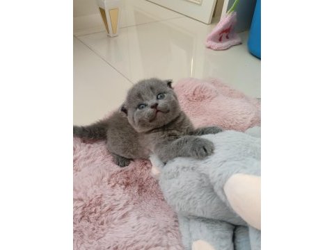 Gri scottish fold