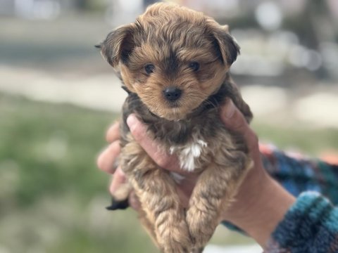 Antiallerjik tea cup morkie yavrularımız