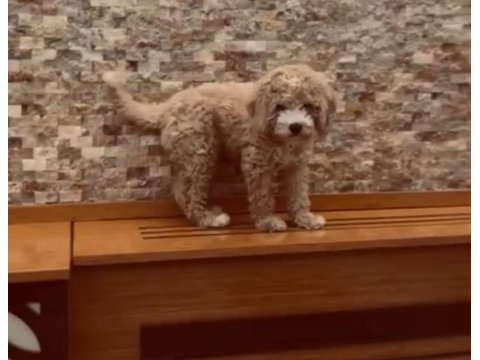 Maltipoo kızçe